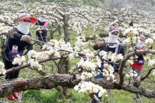 올봄 ‘배’ 열매 잘 맺게 하려면 ‘인공수분’ 철저히 [영농자재신문(주)] 올봄 ‘배’ 열매 잘 맺게 하려면 ‘인공수분’ 철저히