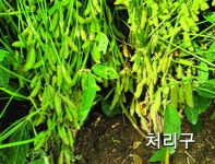 콩 생육 걱정 마세요! ‘슈퍼바이오칼’이 있잖아요 [영농자재신문(주)] 콩 생육 걱정 마세요!  ‘슈퍼바이오칼’이 있잖아요