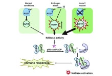 생물농약으로 작물 질병의 새로운 돌파구 연다 [영농자재신문(주)] 생물농약으로 작물 질병의 새로운 돌파구 연다