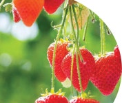 글로벌 바이오 농산업 개발 동력 M&A로 채운다 [영농자재신문(주)] 글로벌 바이오 농산업 개발 동력 M&A로 채운다