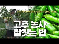 ‘고추 농사 잘 짓는 방법’…“이것은 꼭 하셔야 합니다!” [영농자재신문(주)] ‘고추 농사 잘 짓는 방법’…“이것은 꼭 하셔야 합니다!”