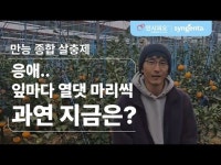 감귤 잎마다 응애가 열댓 마리씩이나?!…신젠타코리아 ‘인시피오’ [영농자재신문(주)] 감귤 잎마다 응애가 열댓 마리씩이나?!…신젠타코리아... 