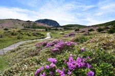 (한라산국립공원) 산에는 꽃이 지네, 사랑이 피네 - 제주환경일보 (한라산국립공원) 산에는 꽃이 지네, 사랑이 피네