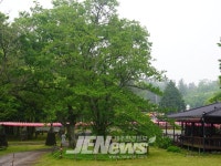 제주자연문화재돌봄사업단, 관음사 왕벚나무 자생지 돌봄 활동 - 제주환경일보 제주자연문화재돌봄사업단, 관음사 왕벚나무 자생지 돌봄 활동