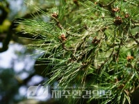 제주자연돌봄센터, 수산리 곰솔·산천단 곰솔 정기 모니터링 - 제주환경일보 제주자연돌봄센터, 수산리 곰솔·산천단 곰솔 정기 모니터링