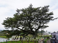 제주자연돌봄센터, 수산리 곰솔·산천단 곰솔 정기 모니터링 - 제주환경일보 제주자연돌봄센터, 수산리 곰솔·산천단 곰솔 정기 모니터링