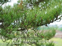 제주자연돌봄센터, 수산리 곰솔·산천단 곰솔 정기 모니터링 - 제주환경일보 제주자연돌봄센터, 수산리 곰솔·산천단 곰솔 정기 모니터링