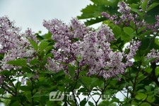 [박대문의 야생초이야기] 미스킴라일락의 원조(元祖), 털개회나무를 보며. - 제주환경일보 [박대문의 야생초이야기] 미스킴라일락의 원조(元祖)... 