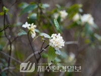 제주도선관위, 입후보예정자에게 음식물‧금품 제공받은 선거구민 등에게 과태료 부과 - 제주환경일보 제주도선관위, 입후보예정자에게 음식물... 