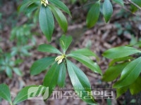 제주자연문화재돌봄센터, ‘선흘리 백서향 및 변산일엽 군락’ 환경... 제주자연문화재돌봄센터, ‘선흘리 백서향 및 변산일엽 군락’ 환경 개선