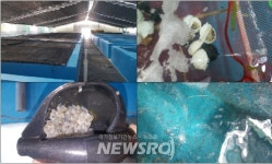 전북도, 서해안 특산종 주꾸미 35만 마리 무상방류 | 뉴스로