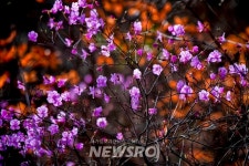 [포토] 황계폭포, 봄비로 시원하게 적시다 | 뉴스로