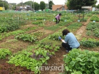 도시농부 되어 볼까? 서울시 친환경농장 6,800구획 선착순 모집 | 뉴스로