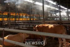 강화군, 관내 모든 축사 전수조사…방역실태, 노동자 관리 등 집중점검 | 뉴스로