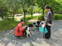 아산시, 배방읍 지산공원에서 반려동물 캠페인 추진 | 뉴스로