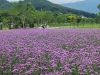 여름의 낭만, 황산공원 보랏빛 물결의 향연 | 뉴스로