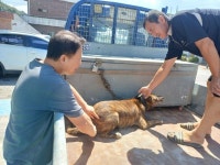 고성군, 폭염 대비 가축 무료 순회진료 실시 | 뉴스로