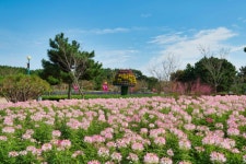 2025 태안 가을꽃박람회, 9월 19일 남면 네이처월드서 개막 | 뉴스로