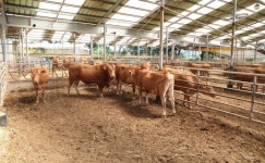 태안군, 19일부터 무허가·미등록 축사 일제점검 돌입 | 뉴스로