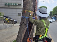 수원시, 가로수 정밀안전진단 완료…위험수목 정비 | 뉴스로