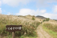 은빛 물결, 가을의 절정을 거닐다 – 제4회 황매산 억새축제, 10월 18일 개막 | 뉴스로