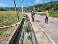 합천군 쌍책면 박곡마을, 폐비닐집하장 주변 공한지 국화 꽃길 조성 | 뉴스로