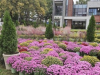 대전 중구, 가을 향기 가득한 서대전광장 꽃정원 조성 완료 | 뉴스로