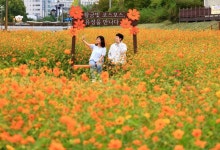 ‘사계절 꽃피는 유성’ 6개 하천 꽃길 조성 완료 | 뉴스로