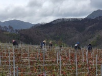 석보면, 부상 농가 찾아 농촌 일손돕기 실시 | 뉴스로