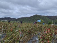 석보면, 부상 농가 찾아 농촌 일손돕기 실시 | 뉴스로