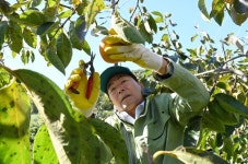 창녕군 길곡면, 지역 농민 위해‘감’잡았다! | 뉴스로
