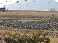 순천만 흑두루미 연구, 국내 최초 국제 학술지(SCIE) 등재 | 뉴스로