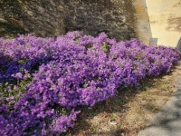 계룡시, 사계절 꽃피는 ‘정다운 향한리’ 조성 완료 | 뉴스로