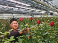 강진군 장미농장 스마트 LED로 이상기상 대응 | 뉴스로