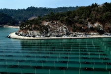 초록빛 바다목장 ‘장흥 매생이 양식장’ 사진명소로 각광 | 뉴스로