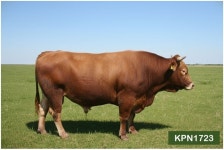 삼척한우농가 보증씨수소 선발 영광 | 뉴스로