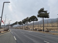 내포신도시 관문 ‘도청대로’, 장송 전정으로 더 안전하고 쾌적해진다 | 뉴스로