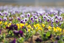 임실읍, 주요 도로변 계절꽃 식재, 쾌적한 거리환경 조성 | 뉴스로