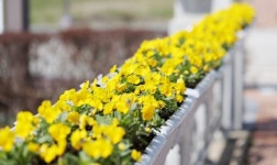 임실읍, 주요 도로변 계절꽃 식재, 쾌적한 거리환경 조성 | 뉴스로
