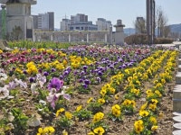임실읍, 주요 도로변 계절꽃 식재, 쾌적한 거리환경 조성 | 뉴스로