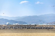 봄빛 머금은 순천만, 흑두루미 배웅 프로그램 운영 | 뉴스로