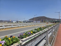 성주읍, 봄맞이 성산교 비올라 꽃다리 조성 | 뉴스로