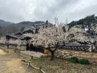 봄을 알리는 매화 명소, ‘회연서원 백매원’ 힐링 체험 행사 운영 | 뉴스로