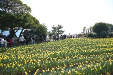 「제3회 공곶이 수선화 축제」 성황리 마무리 | 뉴스로