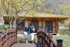 구항 내현마을 수선화축제 성황리 개최 | 뉴스로