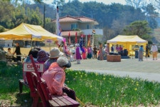 구항 내현마을 수선화축제 성황리 개최 | 뉴스로