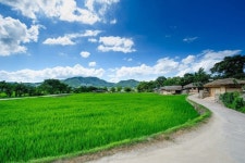 [기획] 500년의 시간을 걷다 아산 외암마을, ‘살아있는 전통’ 미래로 잇다 | 뉴스로