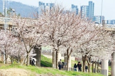 안양천 벚꽃시즌 시민 안전 최우선…금천구, 총력 대응 | 뉴스로