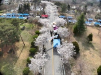 예산군, 국립공주대 산업과학대학 ‘Draw; 봄을 그리다’ 벚꽃 축제 성료 | 뉴스로