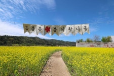 “벚꽃 다음 여기로” 광산구 황룡강생태정원 유채꽃 만발 | 뉴스로